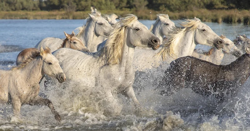 Occitanie, Camargue et Cap d'Agde : le gratuit que les guides oublient