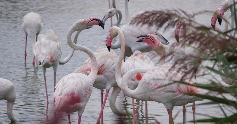Où voir les oiseaux en Camargue : le delta au-delà du Pont de Gau
