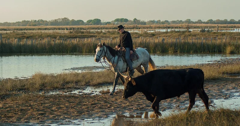 La Camargue et le taureau : une culture à part sur la côte sud